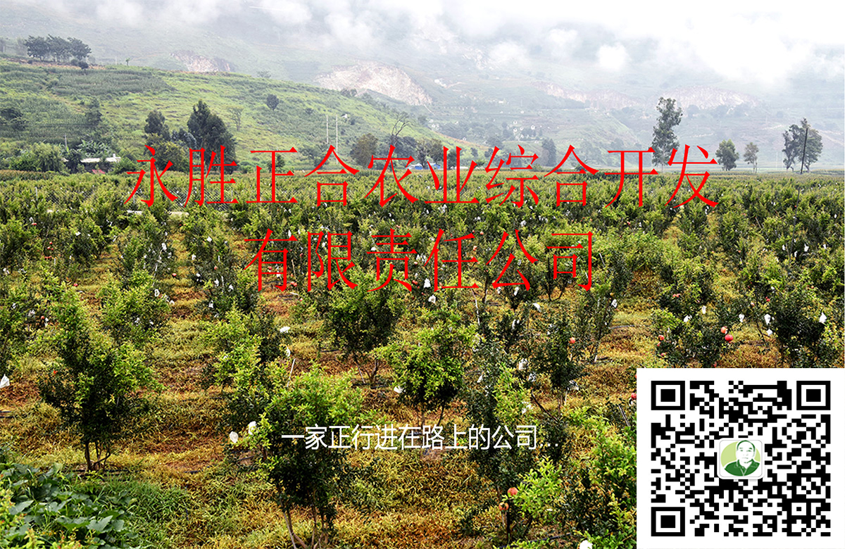 公司公众号二维码