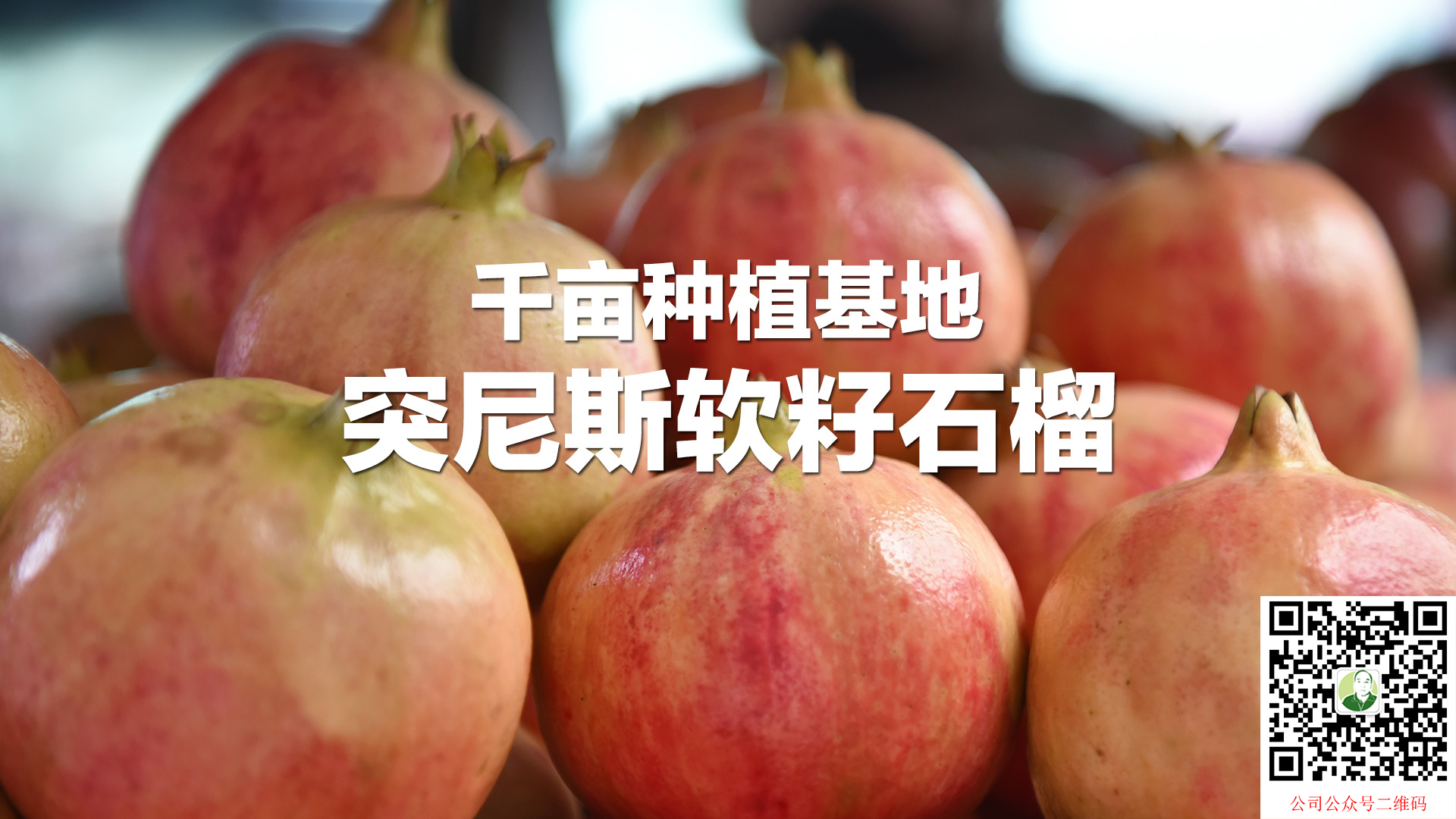 千亩石榴