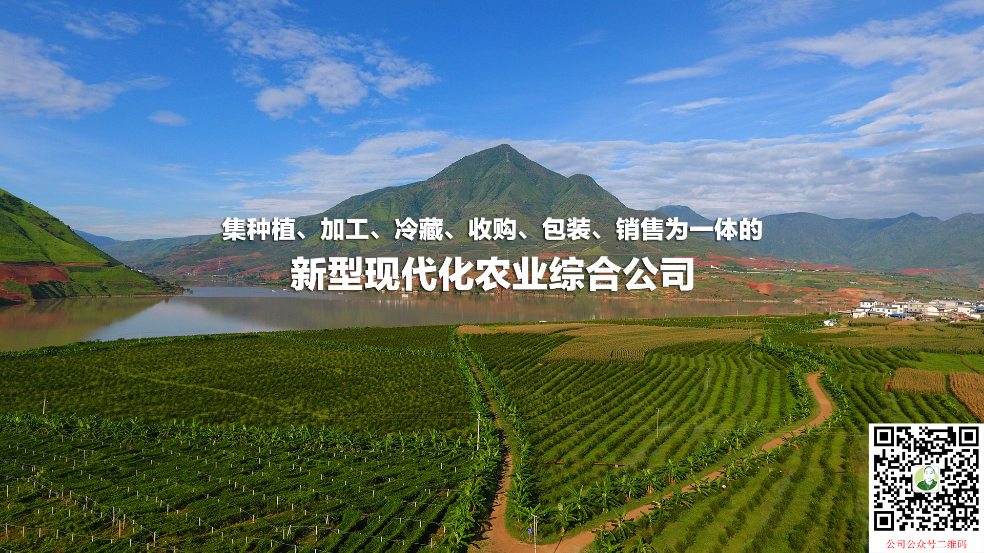 新型现代化农业综合公司
